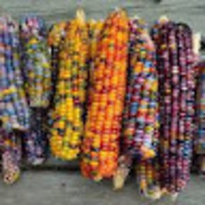 Meet your Posher, Rabi